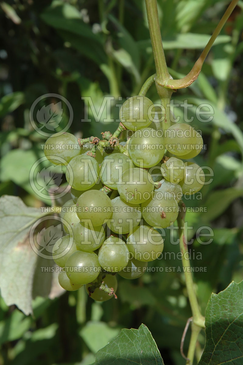 Vitis Niagara (Grape grapevine) 1 