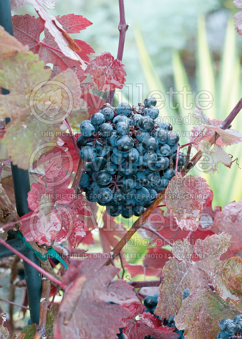 Vitis Montreal Blue (grapevine grape vine) 1