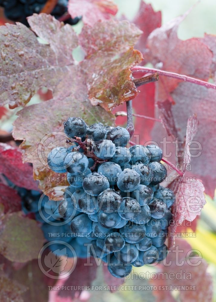 Vitis Montreal Blue (grapevine grape vine) 2