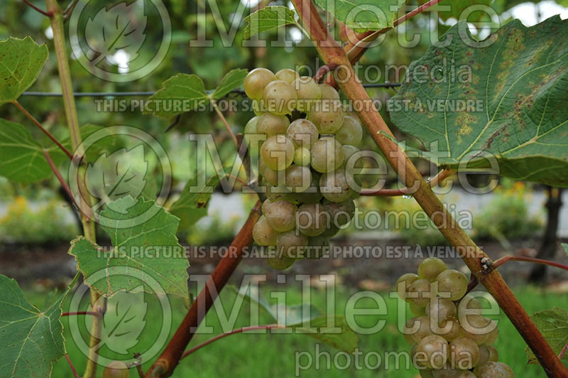 Vitis Prairie Star (Grape grapevine) 1