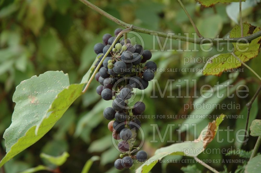 Vitis Beta aka Valiant (grapevine grape vine) 1