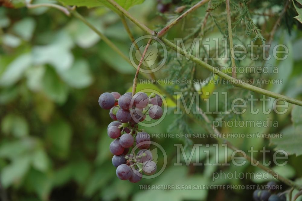 Vitis Beta aka Valiant (grapevine grape vine) 2