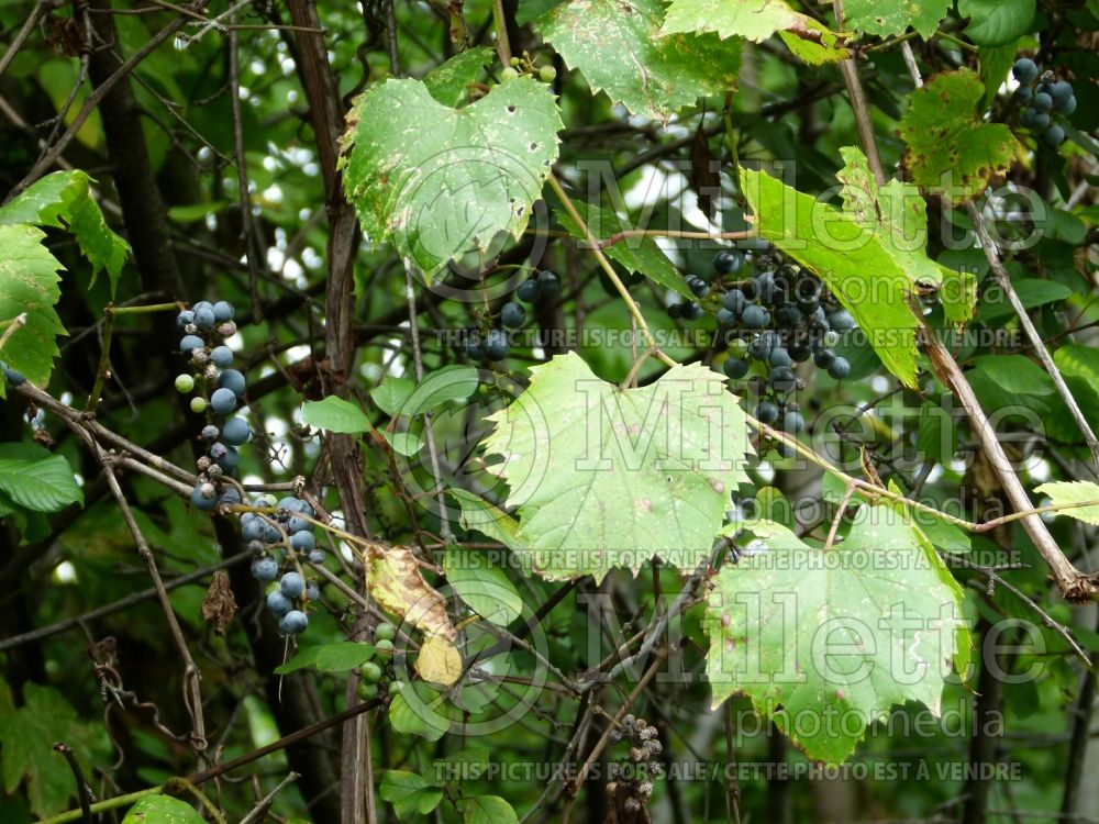 Vitis riparia (riverbank grape) 2
