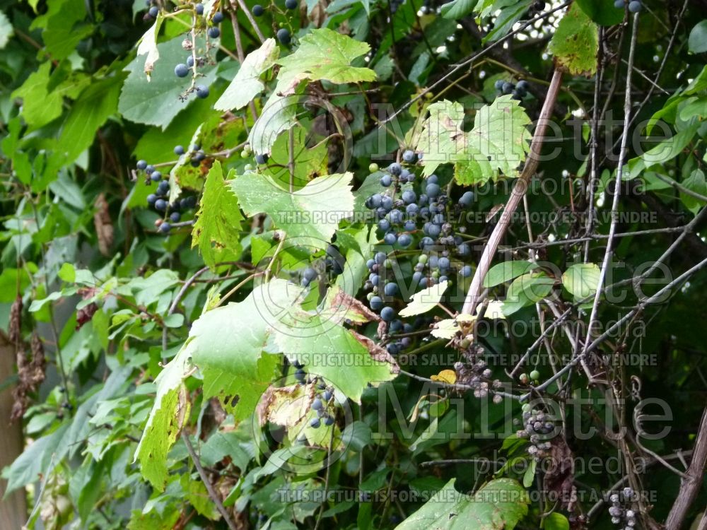 Vitis riparia (riverbank grape) 3