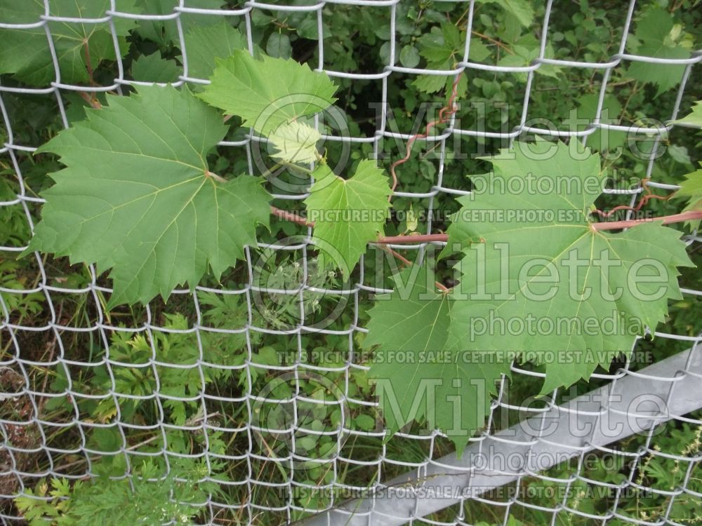 Vitis riparia (riverbank grape) 7