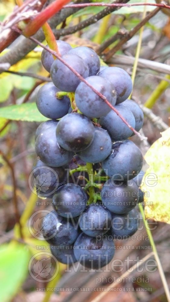 Vitis riparia (riverbank grape) 9
