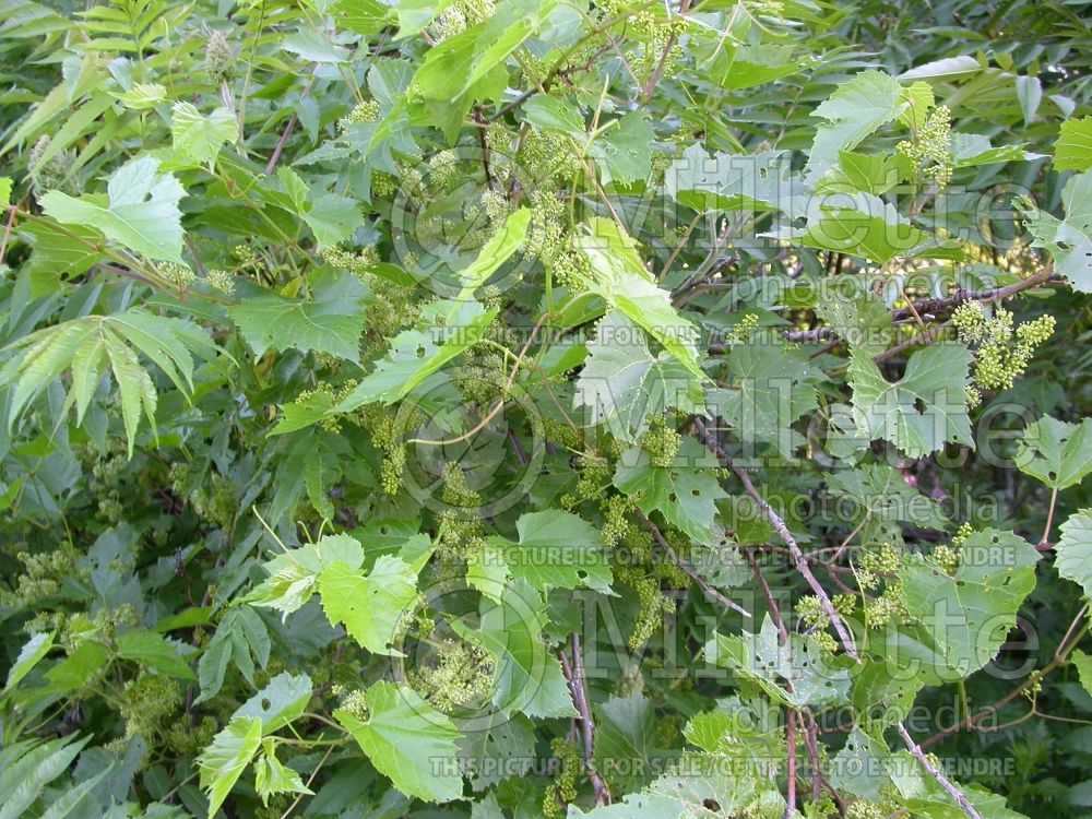 Vitis riparia (riverbank grape) 4