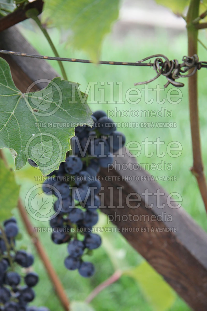 Vitis Sabrevois (Grape grapevine) 1 