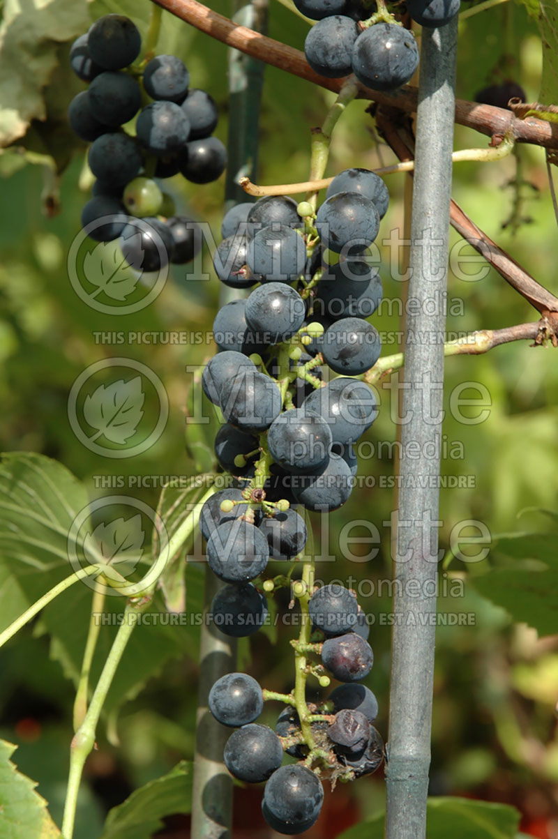 Vitis Sainte-Croix (Grape grapevine)  1