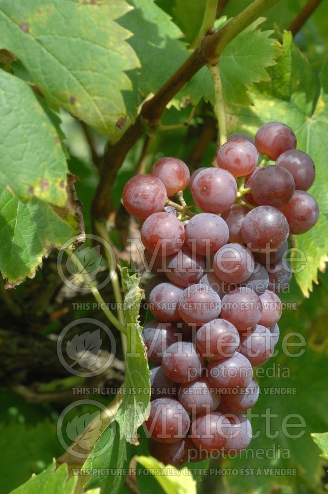 Vitis vinifera (Common grape vine) 2