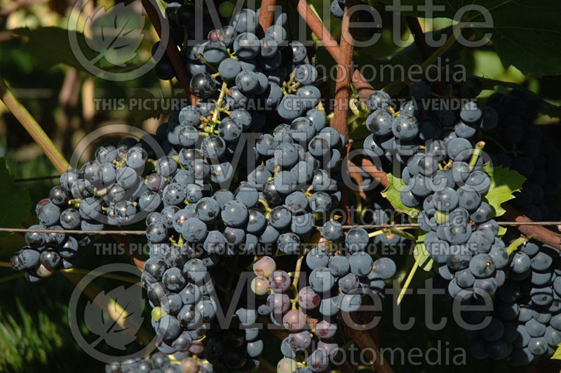 Vitis Concord (grapevine grape vine) 1