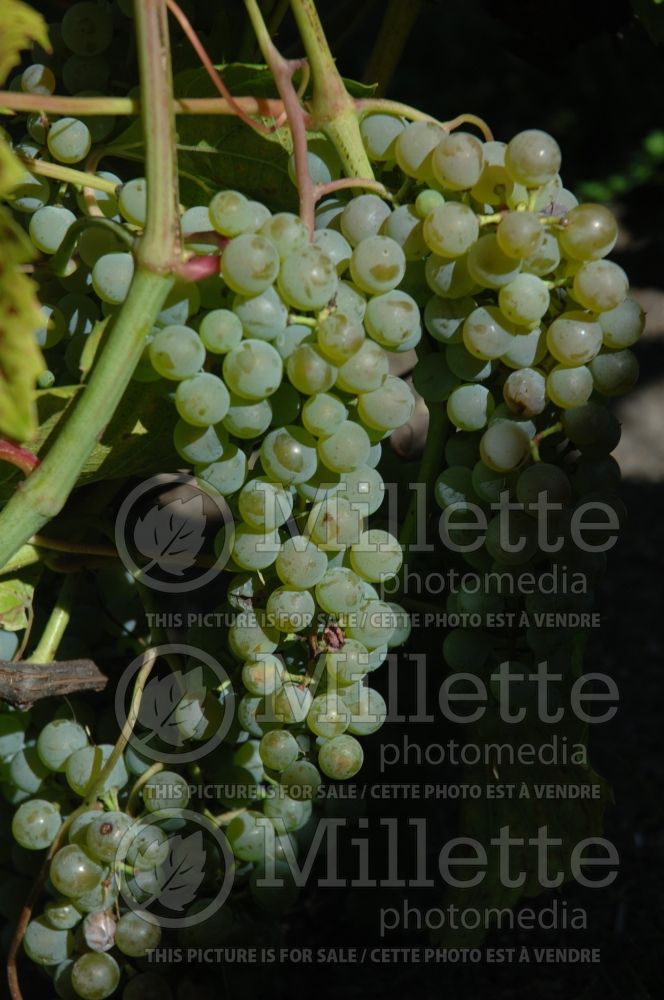 Vitis Frontenac Blanc (grapevine grape vine) 1