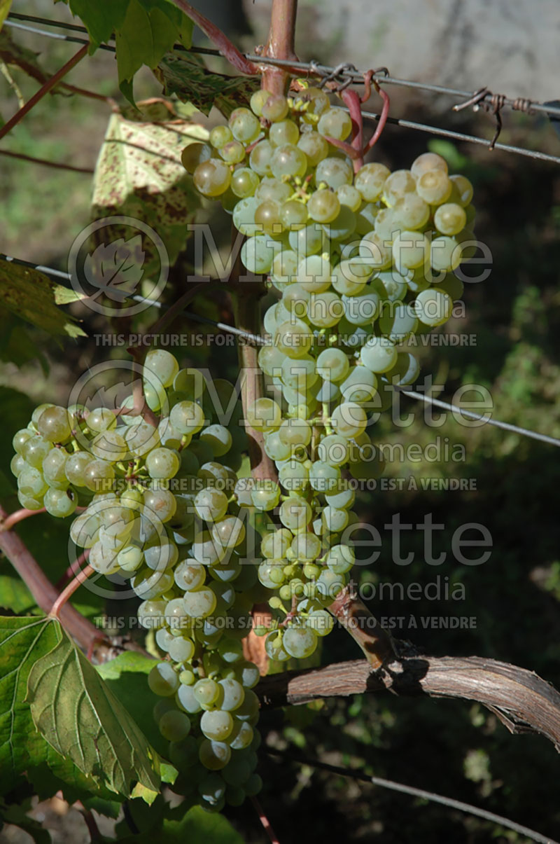 Vitis Frontenac Blanc (grapevine grape vine) 2