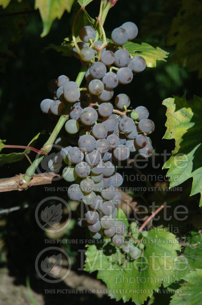 Vitis Frontenac Gris (grapevine grape vine) 1