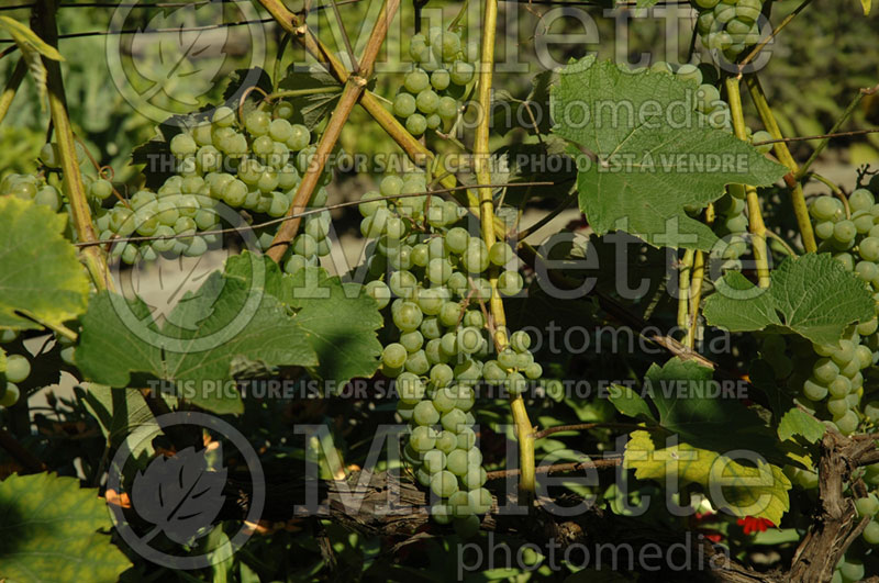 Vitis La Crescent (grapevine grape vine) 1