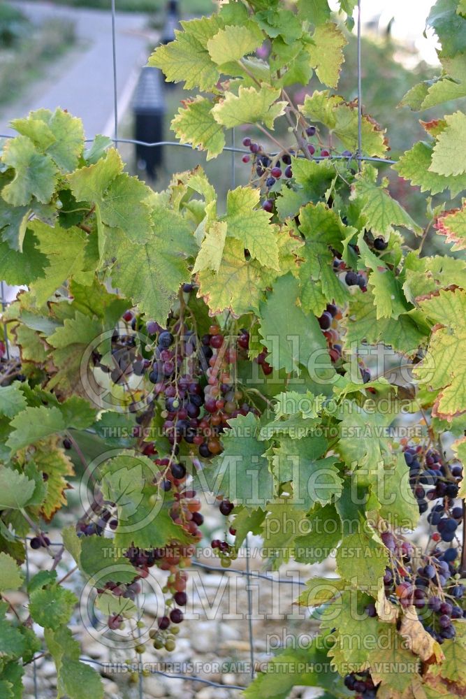 Vitis vinifera (Common grape vine) 1