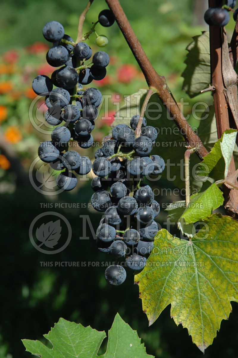 Vitis Sabrevois (Grape grapevine) 3 