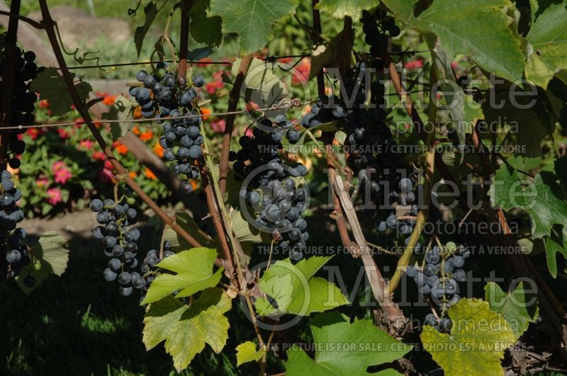 Vitis Sabrevois (Grape grapevine) 4 