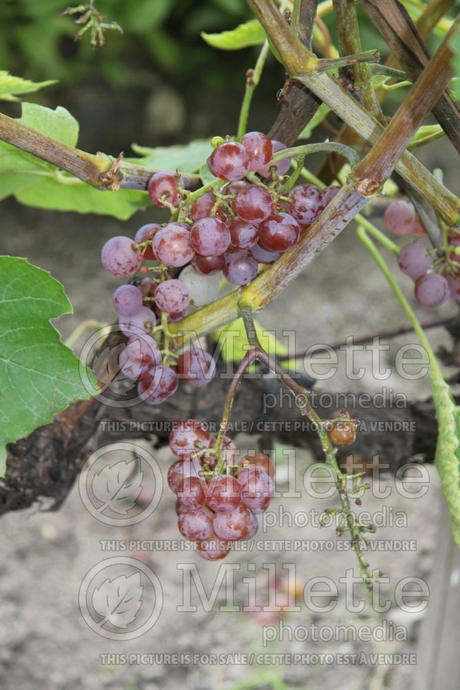 Vitis Somerset (grapevine grape vine) 2