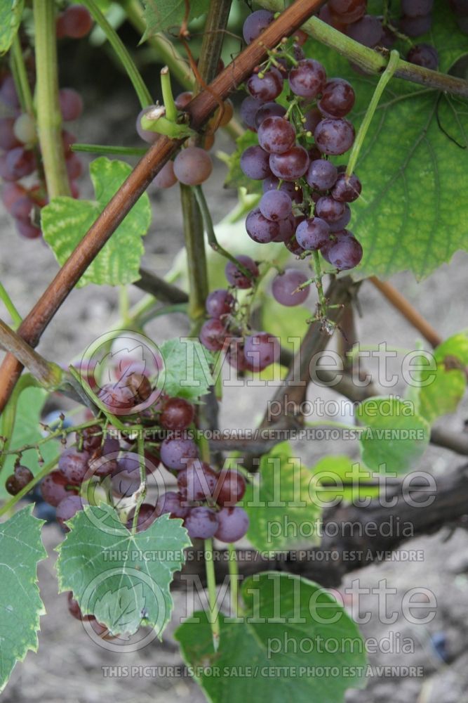 Vitis Somerset (grapevine grape vine) 3