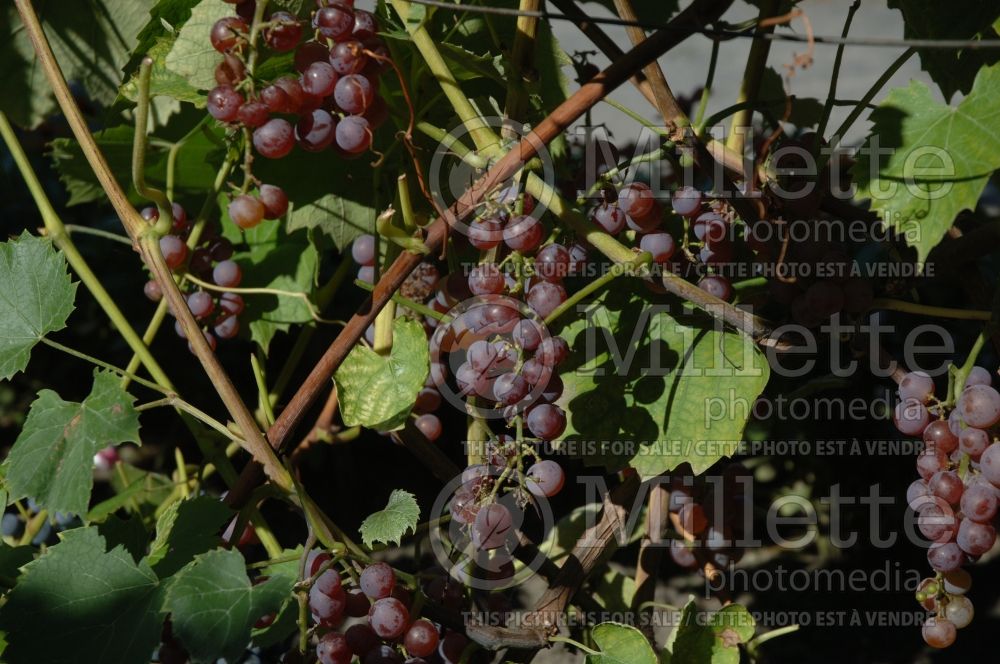 Vitis Somerset (grapevine grape vine) 1