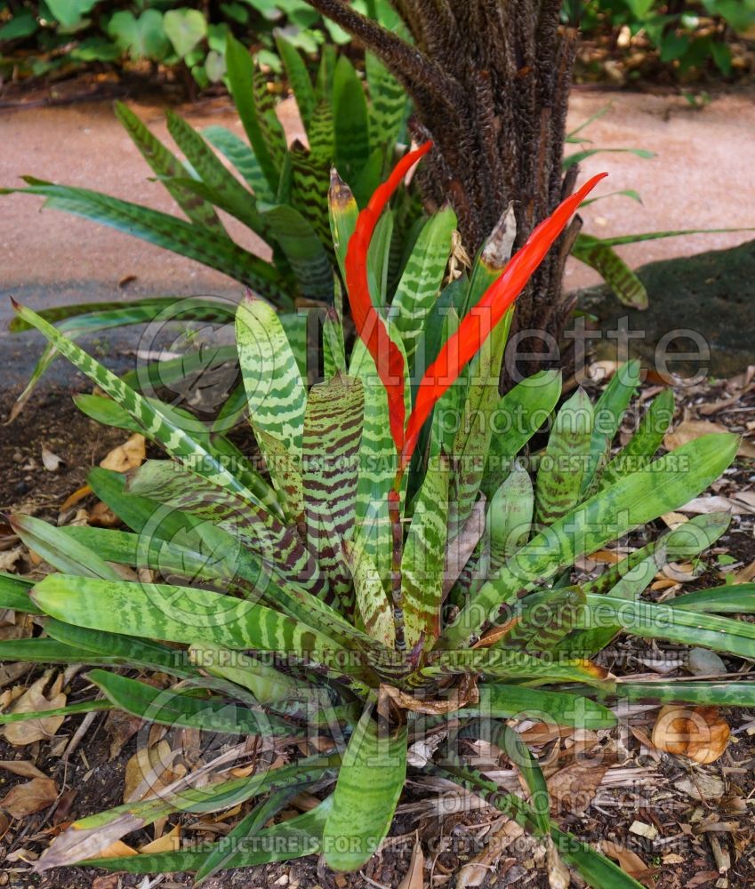 Vriesea splendens (Flaming sword) 1 