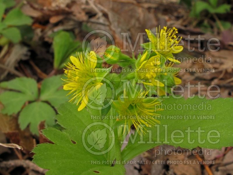 Waldsteinia fragarioides (Barren Strawberry) 5  