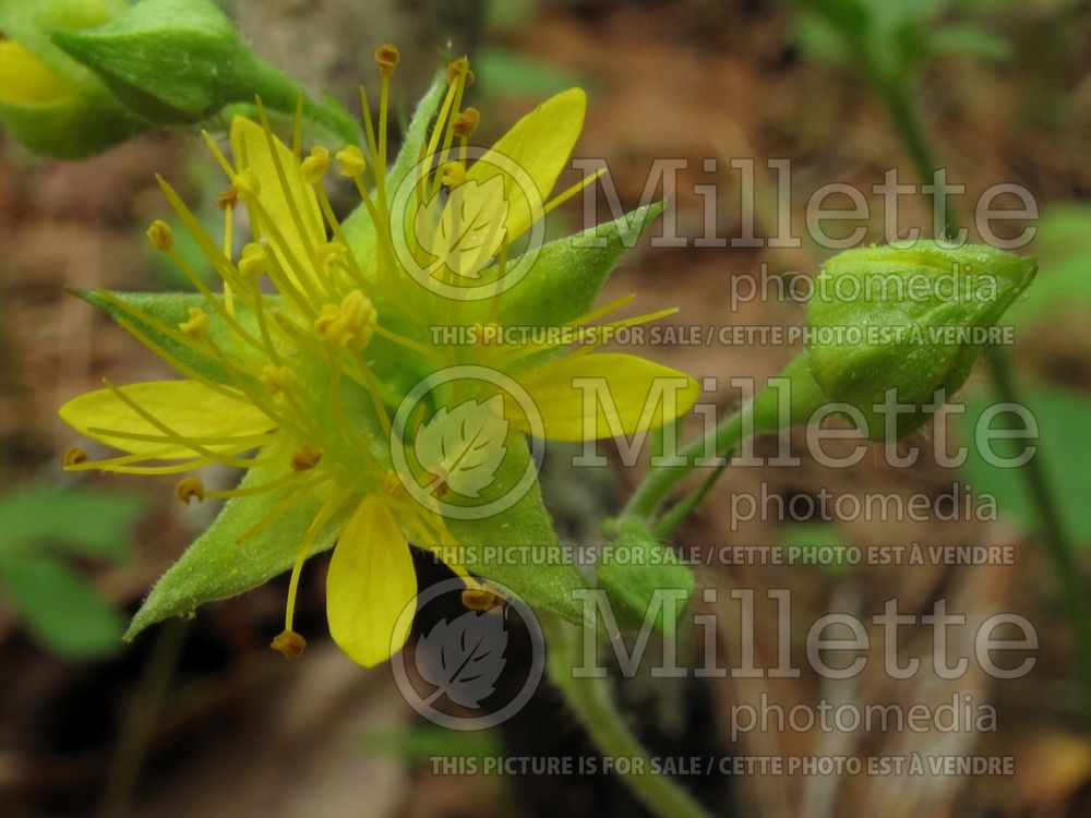 Waldsteinia fragarioides (Barren Strawberry) 6  