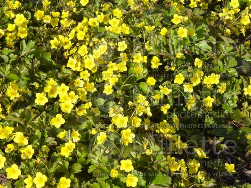 Waldsteinia fragarioides (Barren Strawberry) 3  