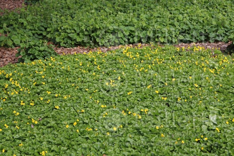 Waldsteinia ternata (Barren Strawberry) 6  