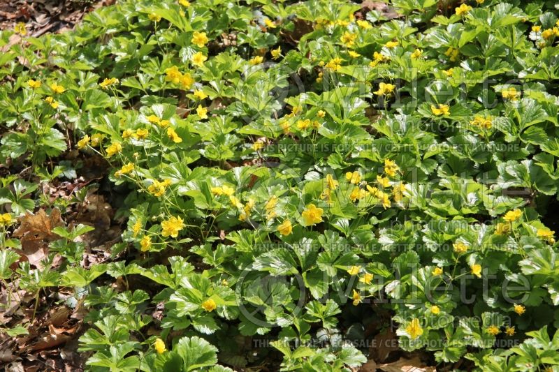 Waldsteinia ternata (Barren Strawberry) 7  