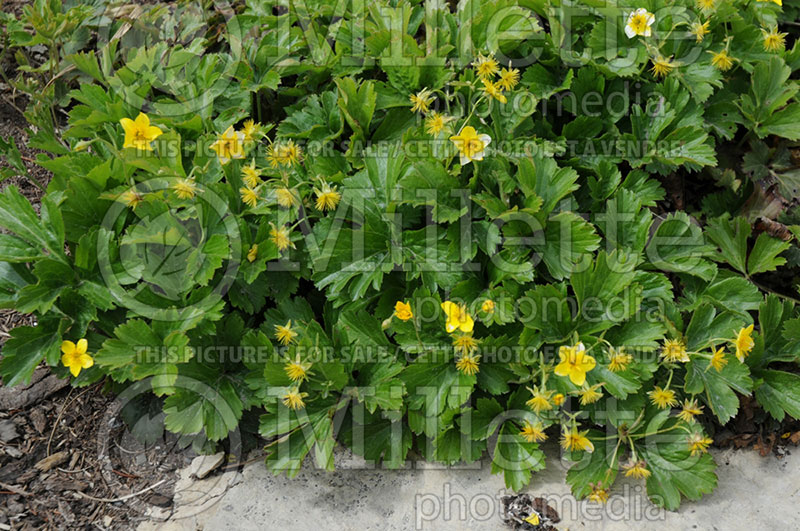 Waldsteinia ternata (Barren Strawberry) 2  