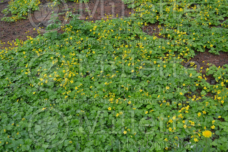 Waldsteinia ternata (Barren Strawberry) 3  