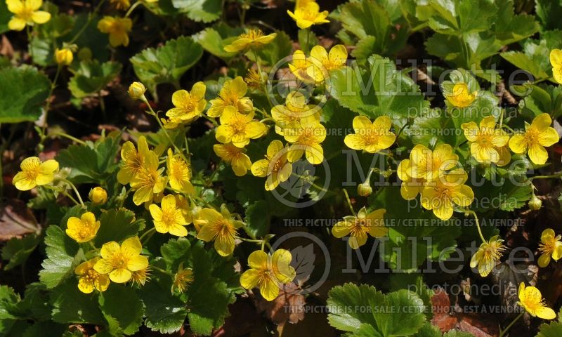 Waldsteinia ternata (Barren Strawberry) 4  