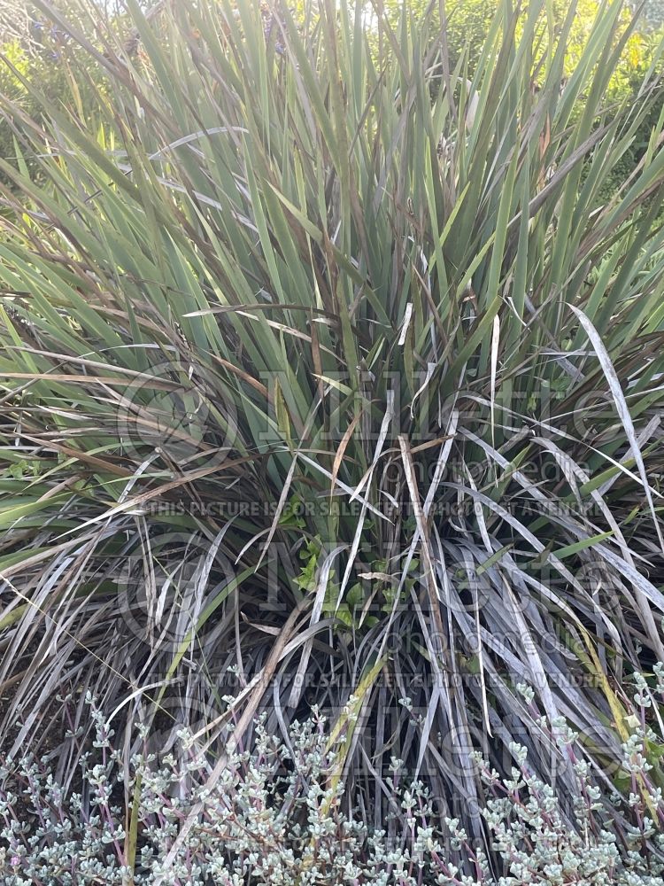 Watsonia borbonica ardernei (Cape bugle-lily) 1