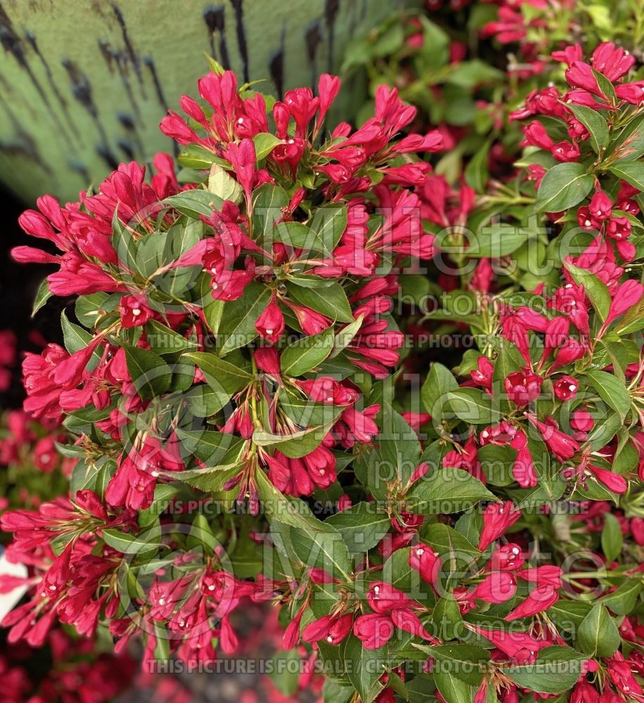 Weigela Crimson Kisses aka Slingco 1 (Weigela) 2  