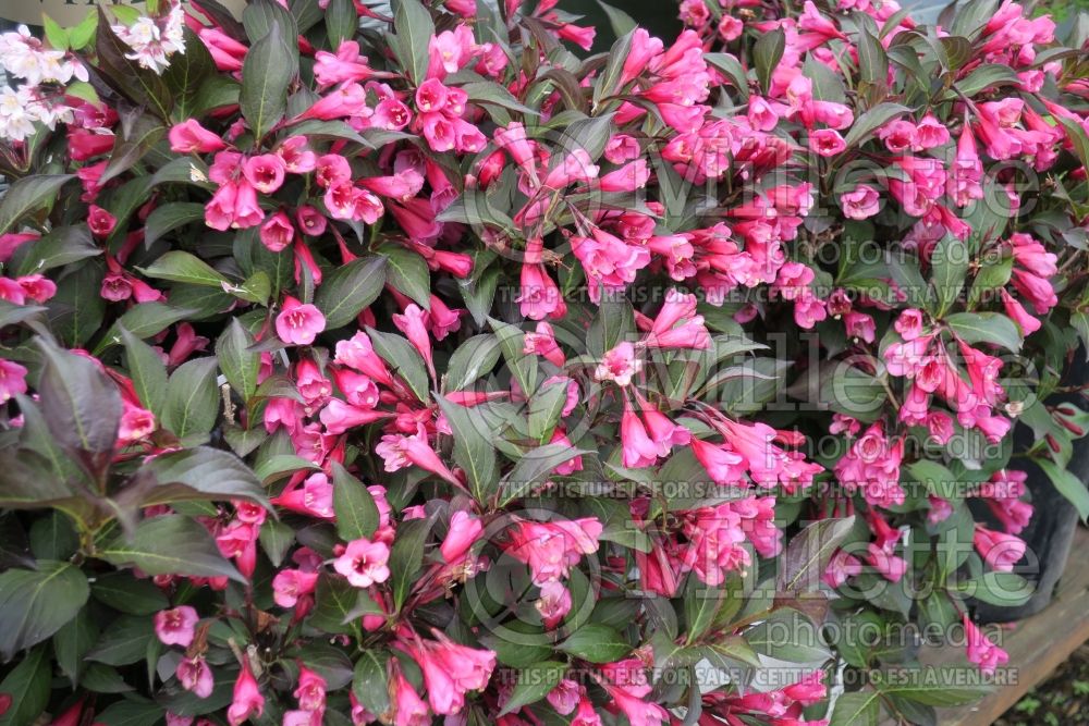 Weigela Alexandra aka Wine and Roses (Weigela) 13 