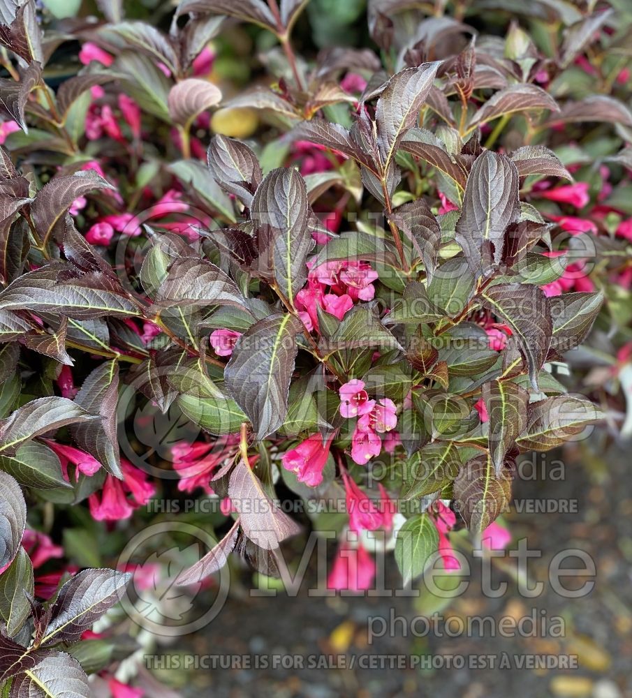 Weigela Alexandra aka Wine and Roses (Weigela) 14 