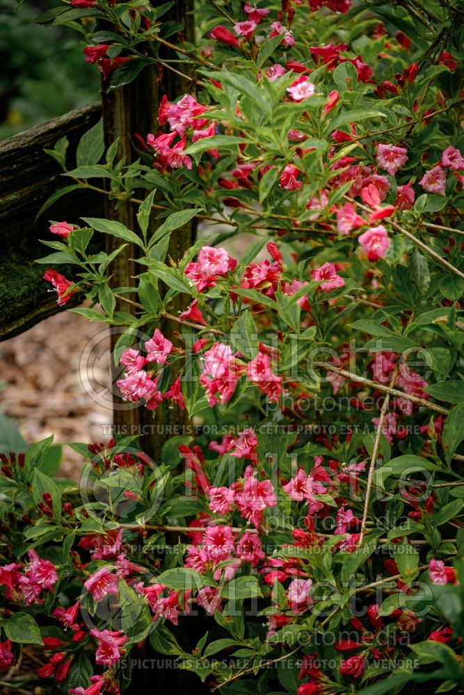 Weigela French Lace (Variegated Weigela) 3 