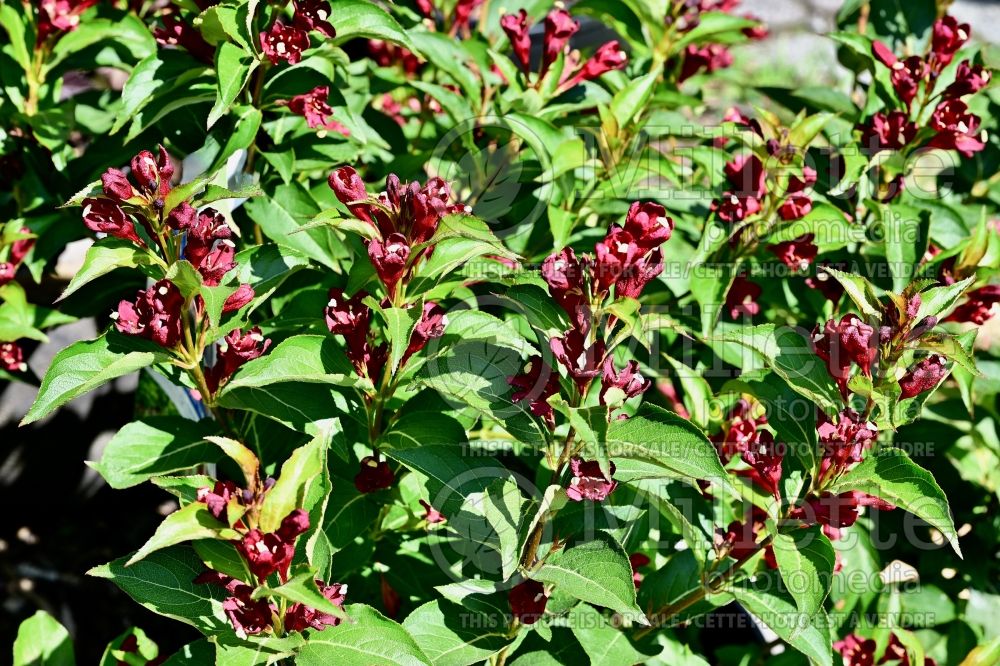 Weigela Maroon Swoon (Weigela) 4 