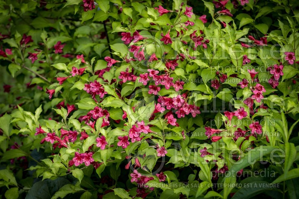 Weigela Ghost aka Carlton (Weigela) 9 