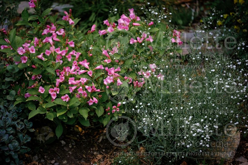 Weigela Snippet Lime (Variegated Weigela) 1 