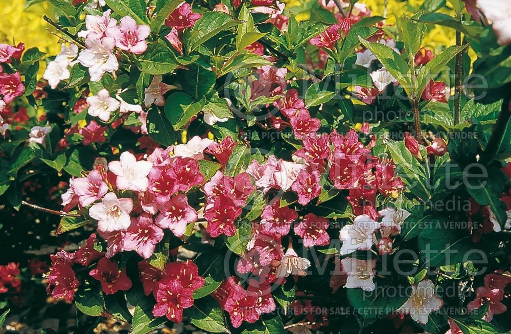 Weigela Carnaval or Courtalor (Weigela) 1 