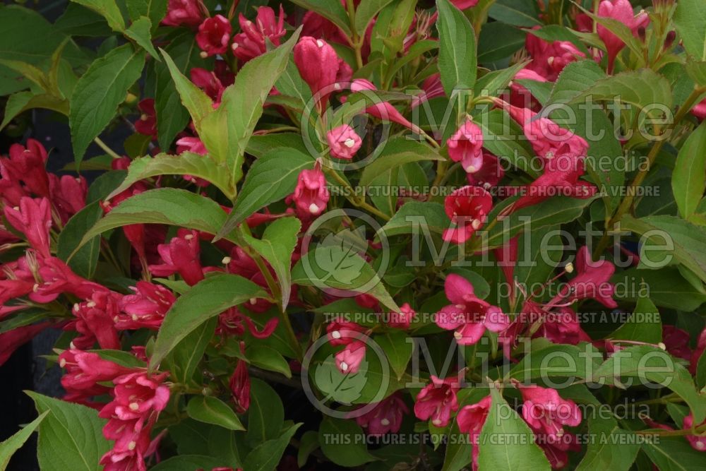 Weigela Crimson Kisses aka Slingco (Weigela) 1  