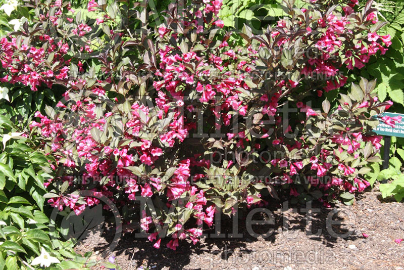 Weigela Alexandra or Wine and Roses (Weigela) 8  