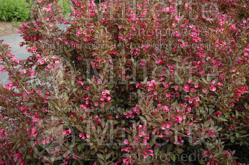 Weigela Alexandra or Wine and Roses (Weigela) 11 