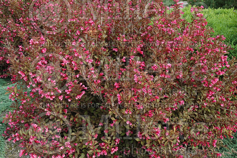 Weigela Alexandra or Wine and Roses (Weigela) 2  