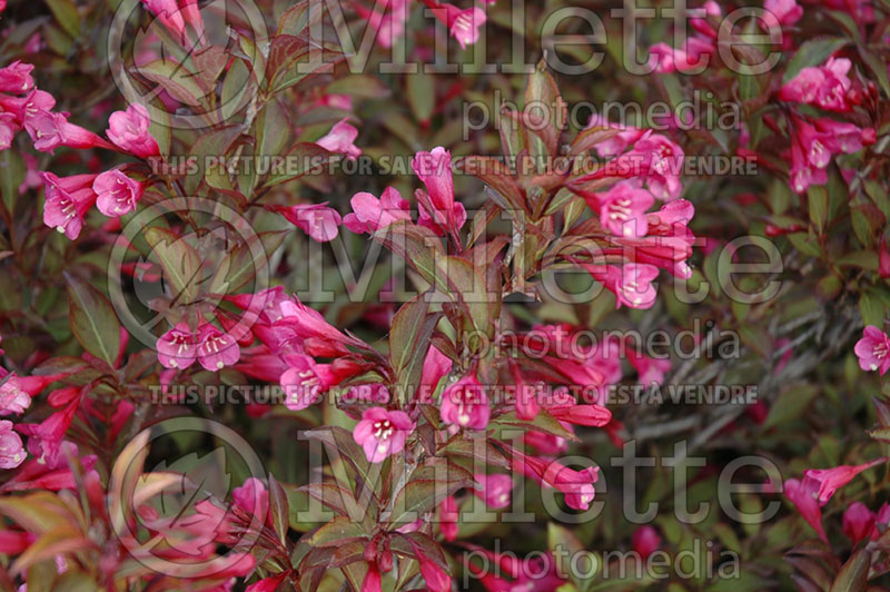 Weigela Alexandra or Wine and Roses (Weigela) 3  