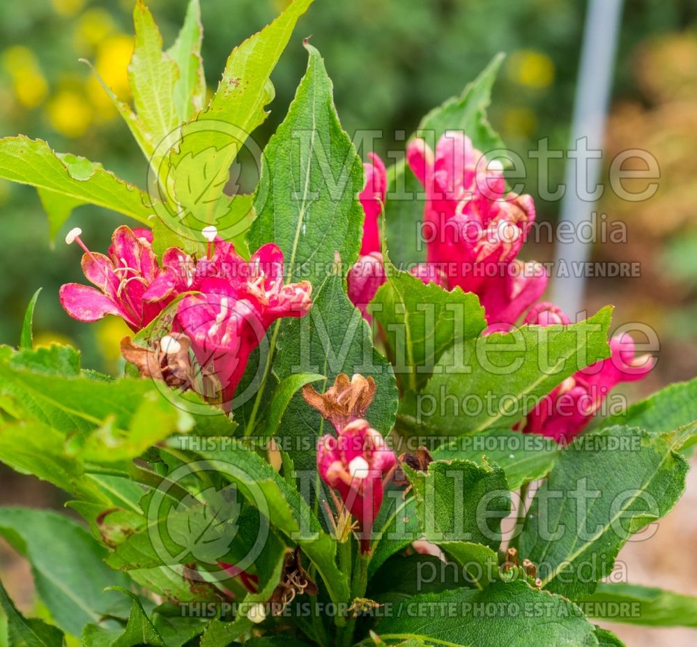 Weigela Bristol Ruby (Weigela) 1 