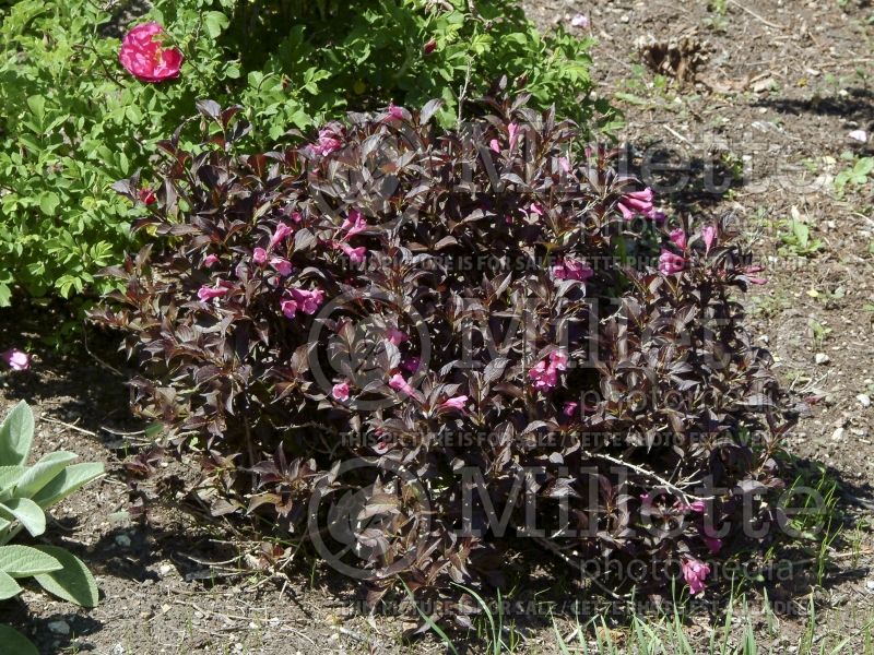 Weigela Dark Horse (Weigela) 4 